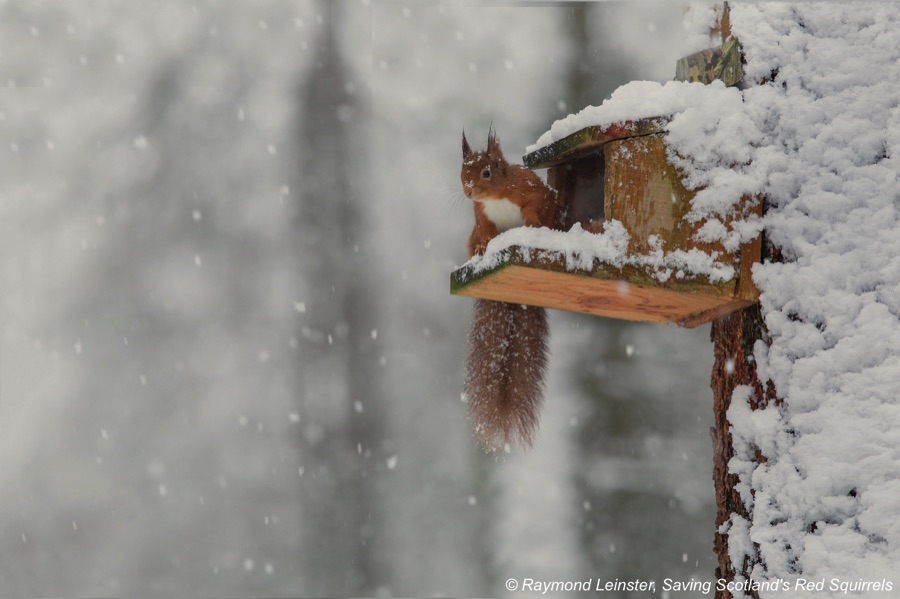 Red squirrel on feeder in the snow